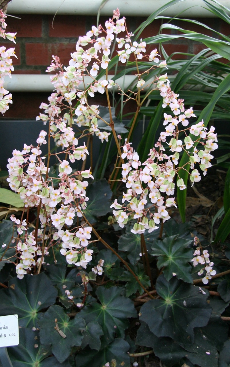 B. rhizocaulis